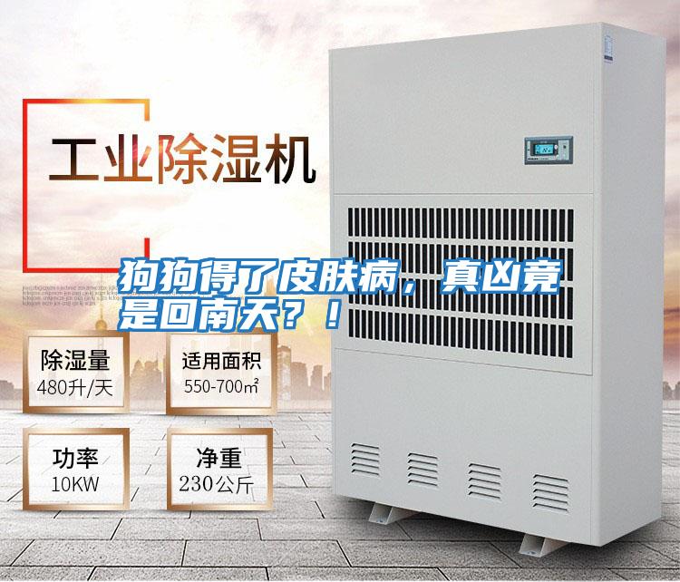狗狗得了皮膚病，真兇竟是回南天？！