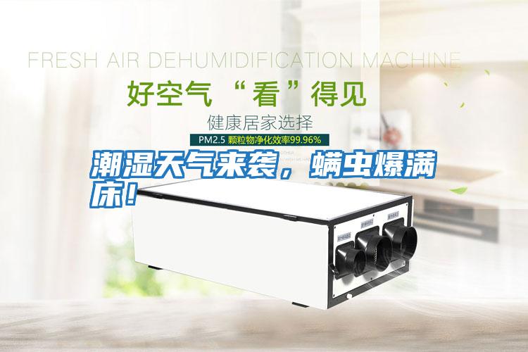 潮濕天氣來襲，螨蟲爆滿床！