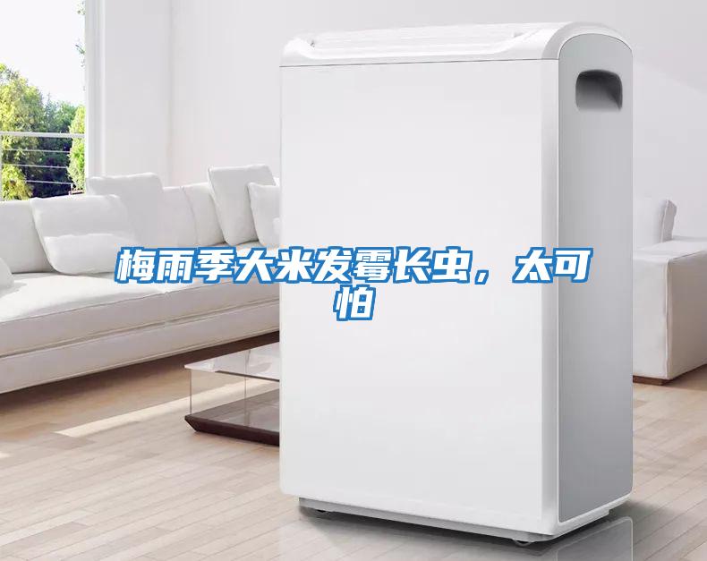 梅雨季大米發(fā)霉長(zhǎng)蟲(chóng)，太可怕