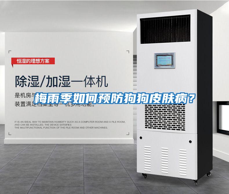 梅雨季如何預防狗狗皮膚??？