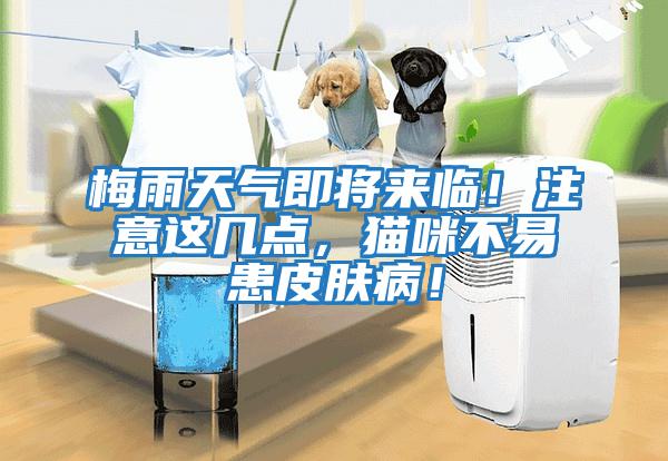 梅雨天氣即將來臨！注意這幾點，貓咪不易患皮膚??！