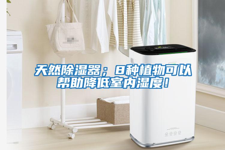 天然除濕器；8種植物可以幫助降低室內(nèi)濕度！