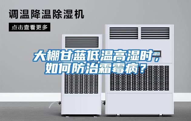 大棚甘藍低溫高濕時，如何防治霜霉病？