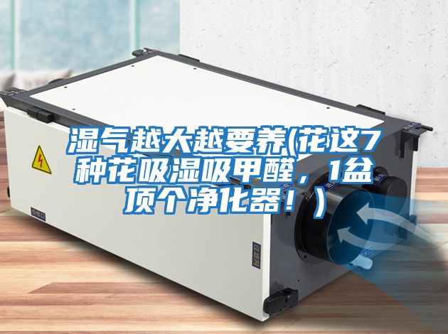 濕氣越大越要養(花這7種花吸濕吸甲醛，1盆頂個凈化器！)