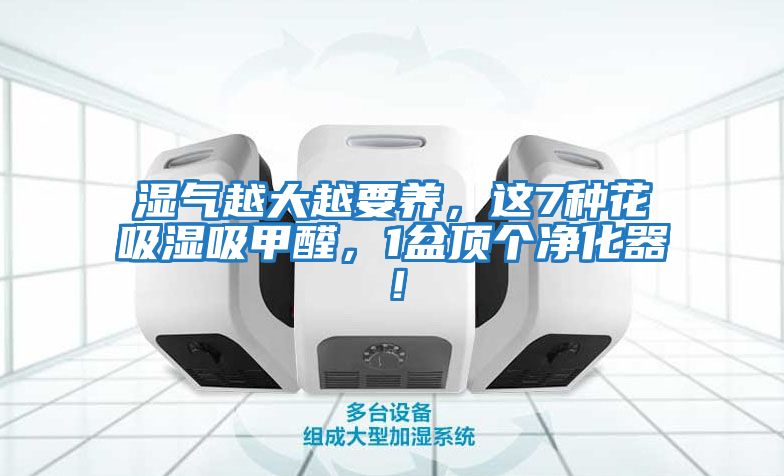 濕氣越大越要養，這7種花吸濕吸甲醛，1盆頂個凈化器！